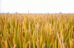 稻谷飘香迎有年|必赢亚洲生产基地奏响丰收乐章