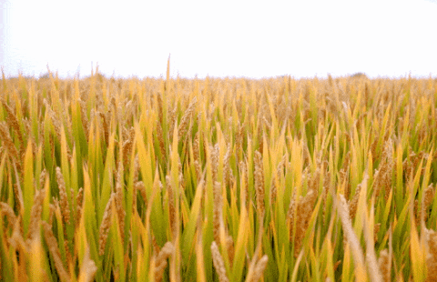 必赢亚洲·Bwin(唯一)官方网站