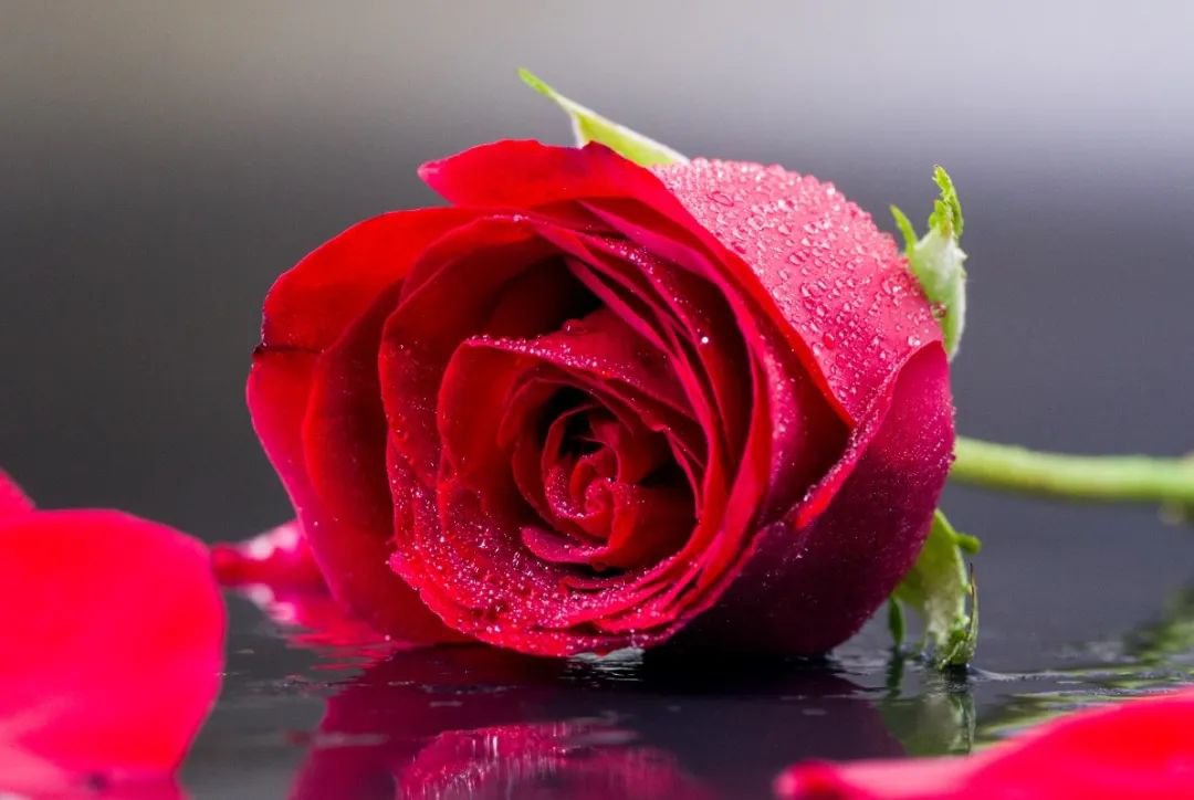 女神节 | 致敬“她”实力，，，，，，，共筑优美未来